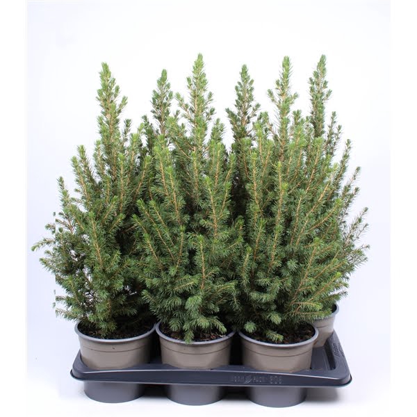 <h4>Picea Glauca Zwarte Pot</h4>