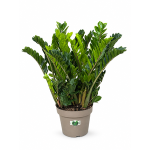 Zamioculcas P31 100cm 16+ veren