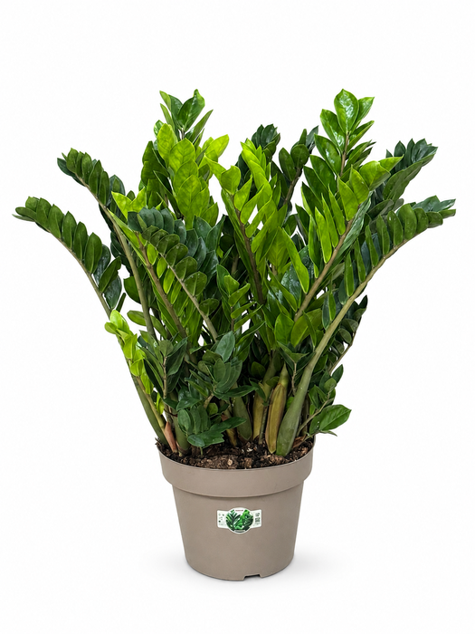 <h4>Zamioculcas P31 100cm 16+ veren</h4>