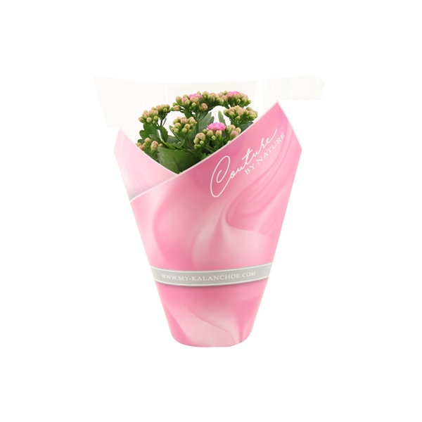 <h4>Kalanchoë perfecta Pink Lips in Couture sleeve light pink</h4>