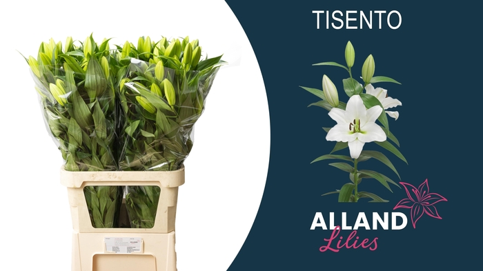 <h4>LI OT TISENTO</h4>