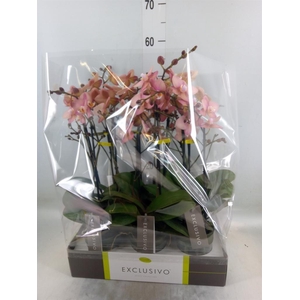 Phalaenopsis   ...rose