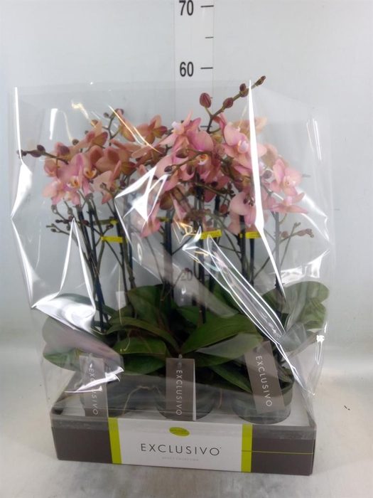 <h4>Phalaenopsis   ...rose</h4>