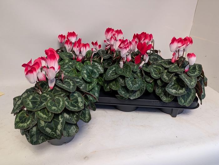 <h4>CYCL KL MET IND RED</h4>