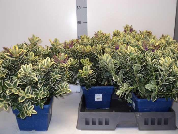 <h4>HEBE AND VARIEGATA</h4>