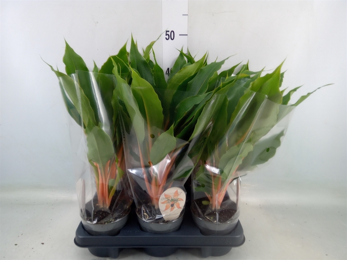 <h4>Chlorophytum orchi. 'Green Orange'</h4>