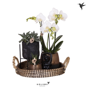 Kolibri Green up your home Gift Set Urban copper