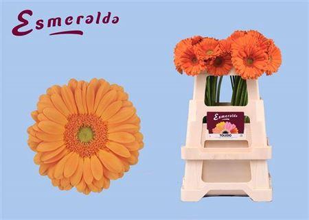 <h4>Ge Gr Toledo</h4>