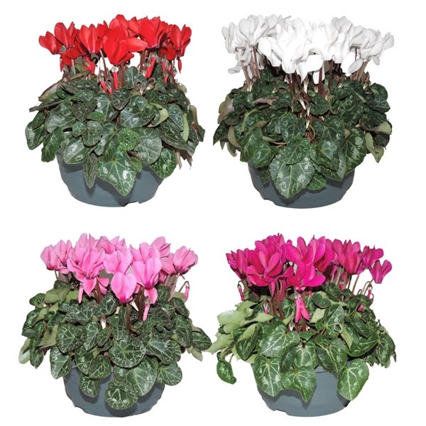 Cyclamen Super Serie Gemengd Schaal 19 cm