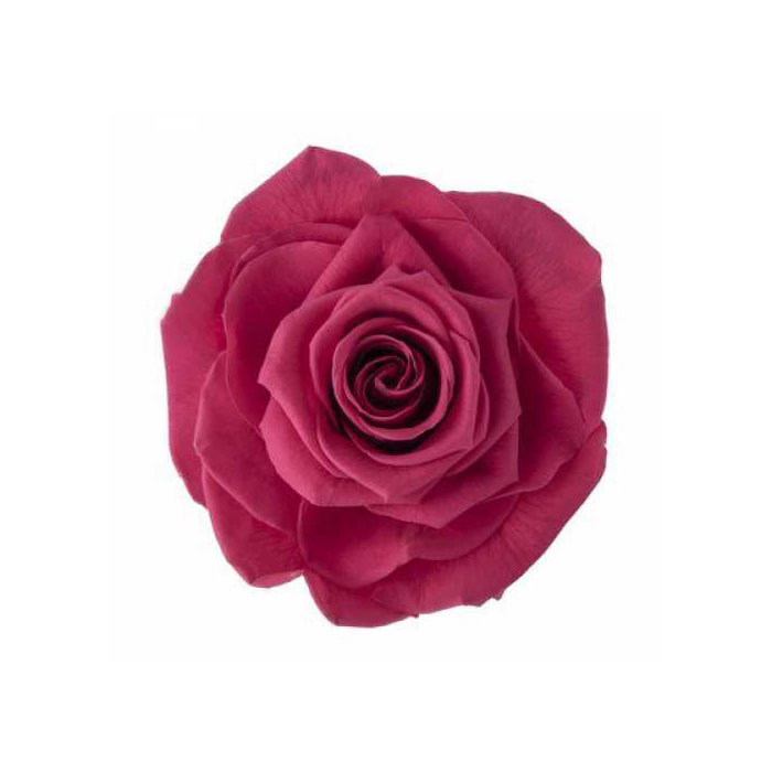 <h4>Rose Ava Pink Framboise</h4>