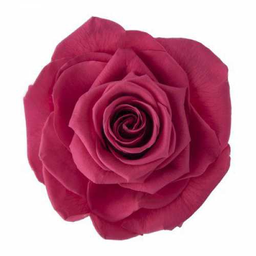 <h4>Rose Monalisa Pink Framboise</h4>