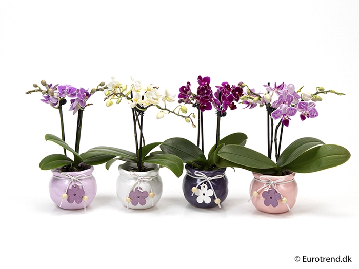 PHALAENOPSIS-HYBRID P6 E 1632 LENTE