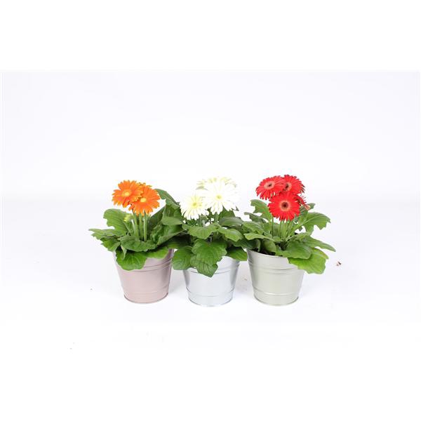 <h4>Gerbera 2+bl 12cm in metallic zinken pot 3 ass</h4>