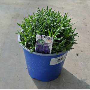 Lavandula stoechas