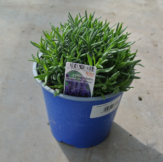 <h4>Lavandula stoechas</h4>