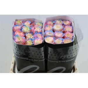 R Gr Tinted Sweet Aurora Boreal