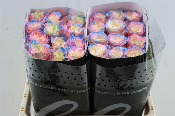 <h4>R Gr Tinted Sweet Aurora Boreal</h4>