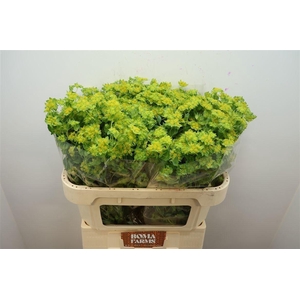Bupleurum Rotundifolium