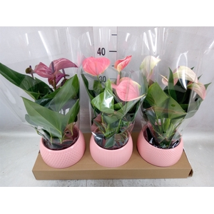 Anthurium   ...mix