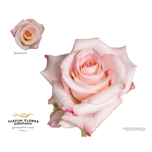 Rosa Premium Rhoslyn