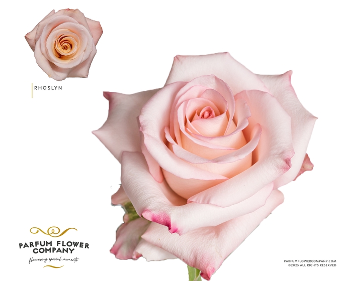 <h4>Rosa Premium Rhoslyn</h4>