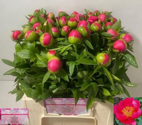 <h4>PAEO L FLAME</h4>