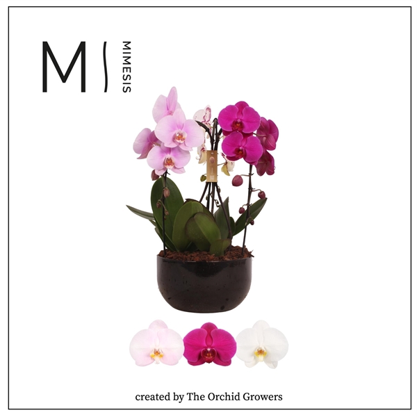 <h4>Mimesis Phal. Arrangement Crown Carnaval - 3 spike 26cm Saskia Black ceramic</h4>