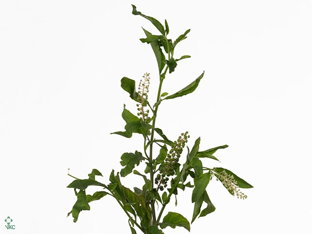 PHYTOLA AMERICANA