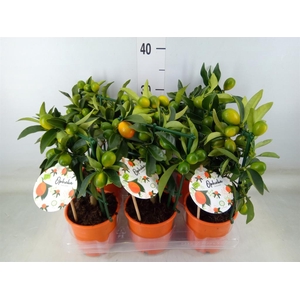 Fortunella margarita