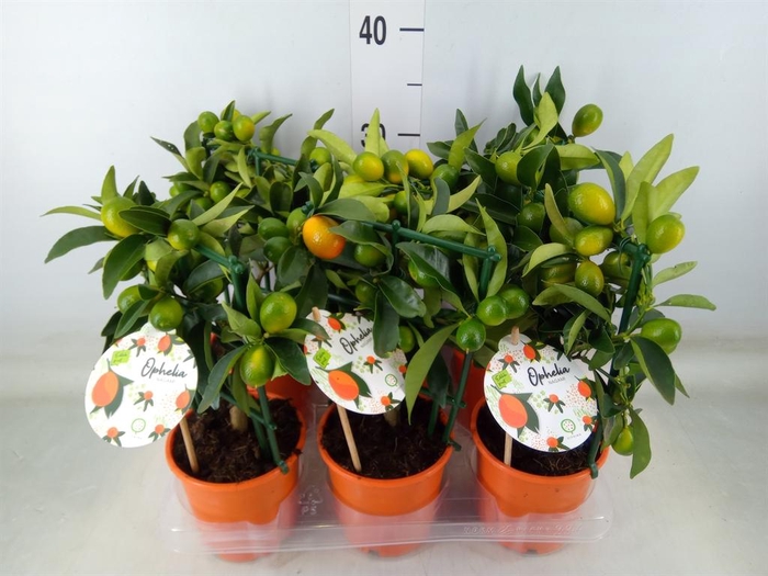 <h4>Fortunella margarita</h4>