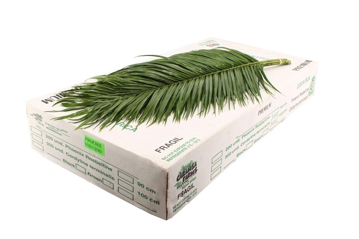 <h4>Phoenix 100cm</h4>