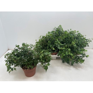 Hedera helix Jessica 13Ø 30cm