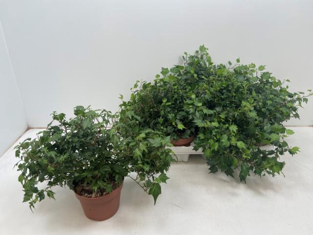 Hedera helix Jessica 13Ø 30cm
