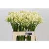 Agapanthus Gletsjer