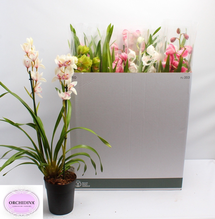 <h4>CYMB GEMENGD</h4>