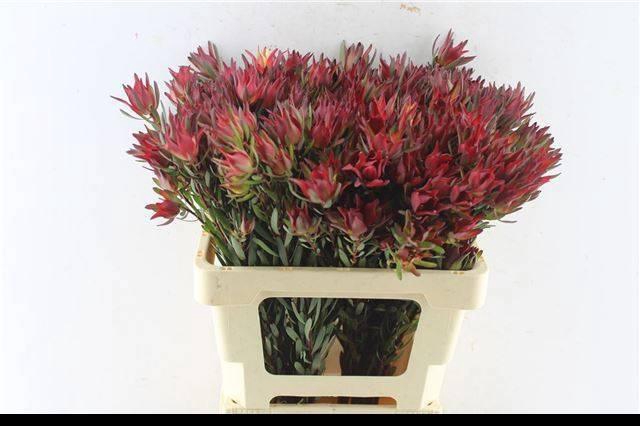 <h4>LEUCAD SAL BLUSH</h4>