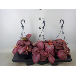 Episcia   ...