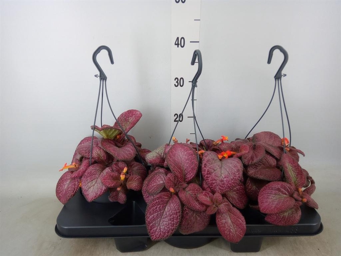 <h4>Episcia   ...</h4>