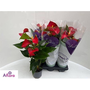 ANTHU AN BAMBINO RED