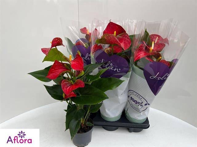 ANTHU AN BAMBINO RED