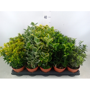 Euonymus japon.   ...mix