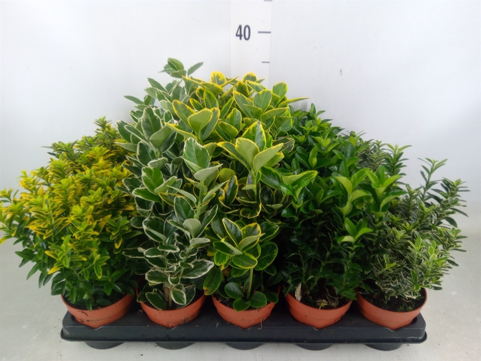 <h4>Euonymus japon.   ...mix</h4>