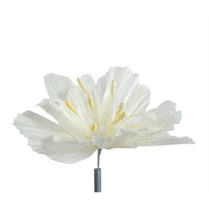 Stem Emperor Flower L50w50h50