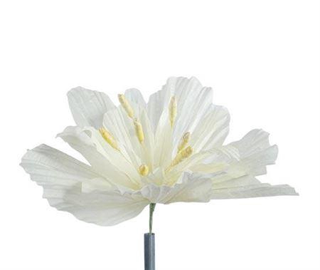 <h4>Stem Emperor Flower L50w50h50</h4>