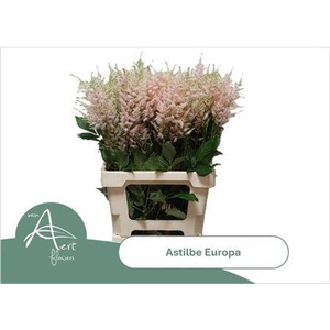 Astilbe Europa Light Pink