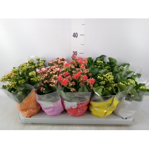Kalanchoe blos. 'Perfecta'  ..mix 5