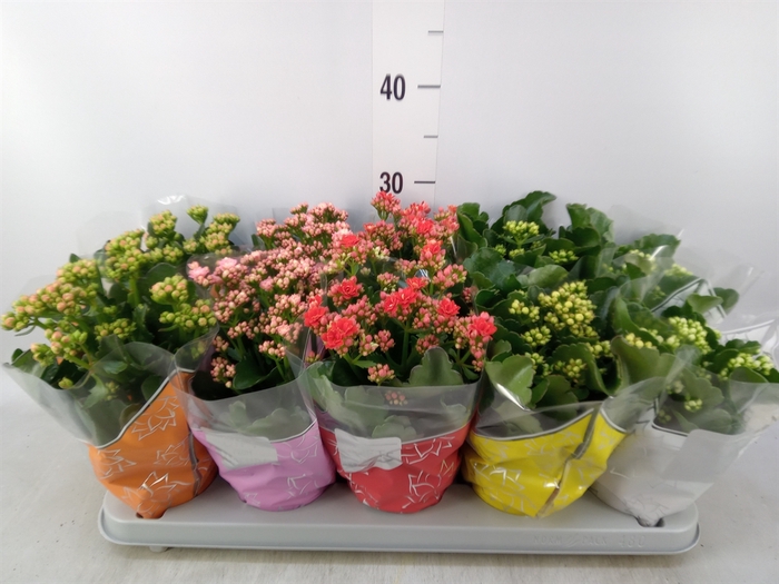 <h4>Kalanchoe blos. 'Perfecta'  ..mix 5</h4>
