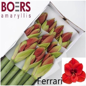 HIPPEASTRUM GA 'FERRARI'