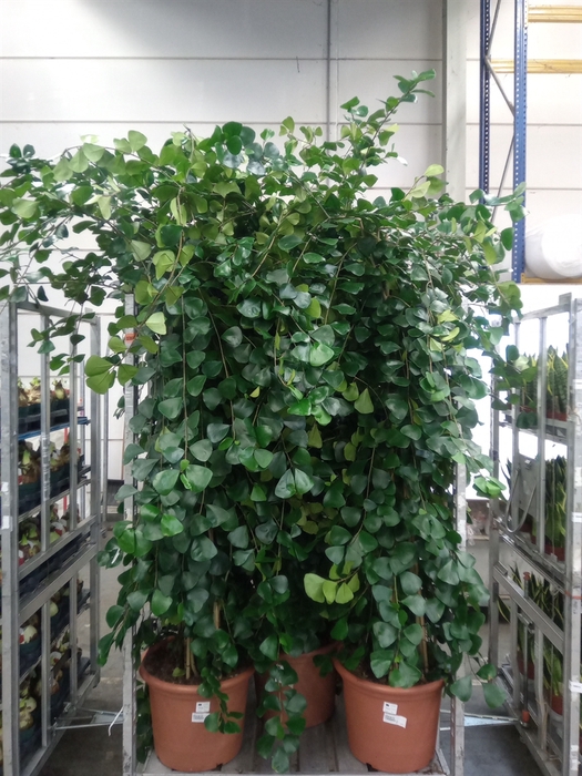 <h4>Ficus natalensis 'Trinova'</h4>