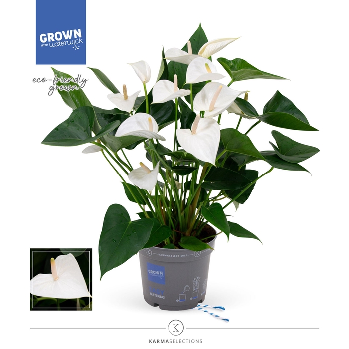 <h4>Anthurium Anthedesia White</h4>